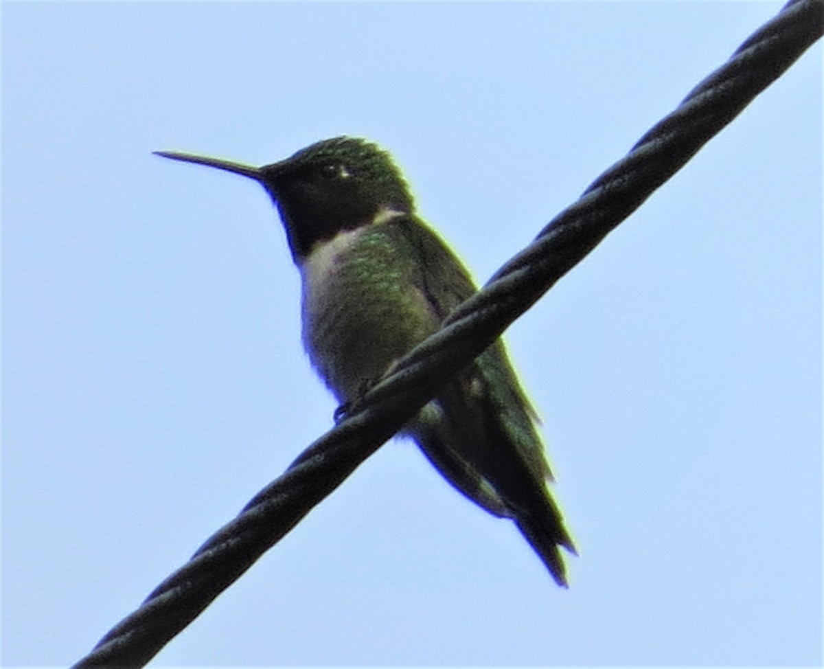 Colibri à gorge rubis - ML465335111