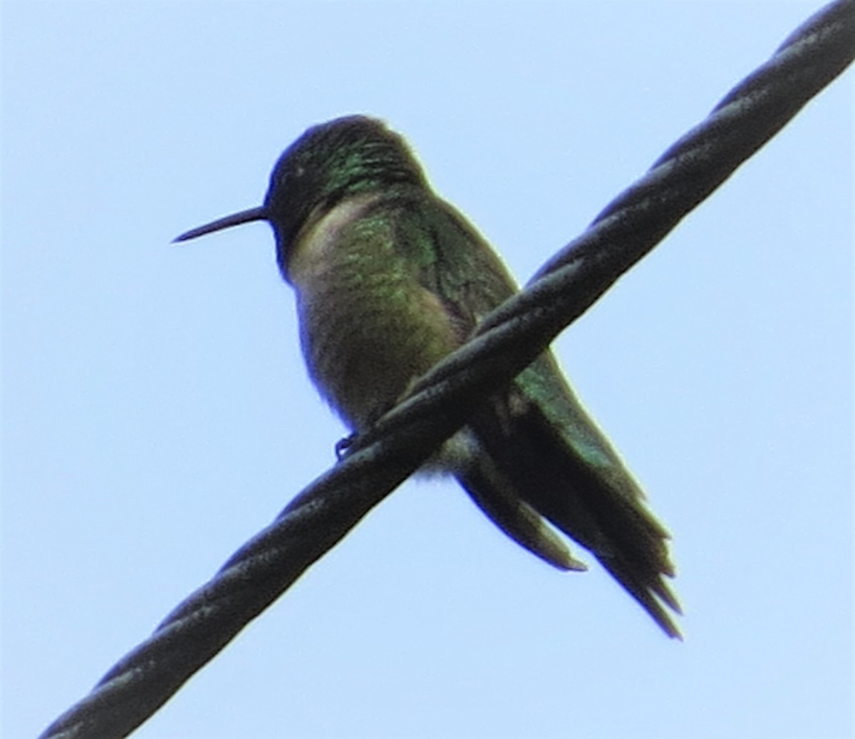 Ruby-throated Hummingbird - ML465335171