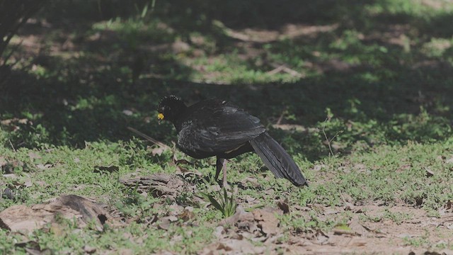 ハゲガオホウカンチョウ - ML465335791