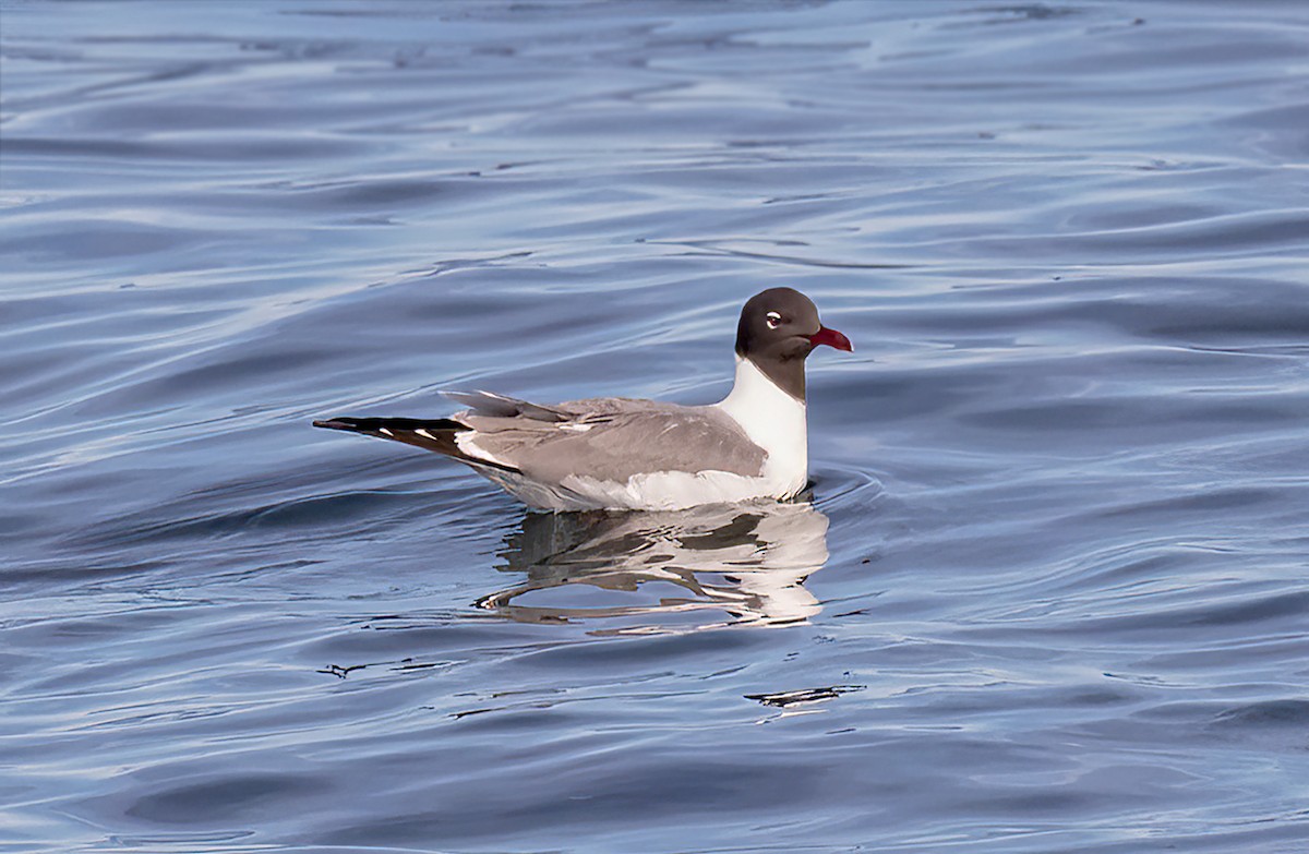 Laughing Gull - Iris Kilpatrick