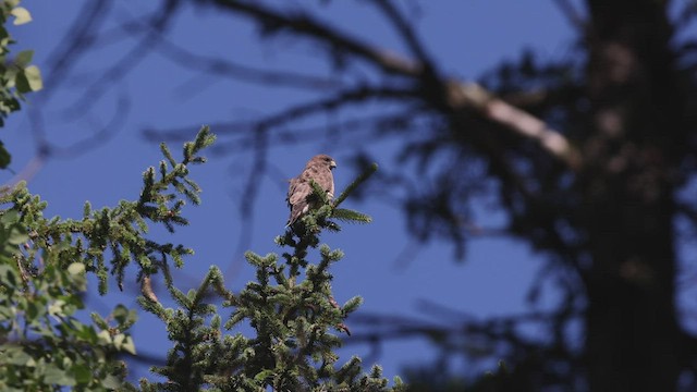 Broad-winged Hawk - ML465337991