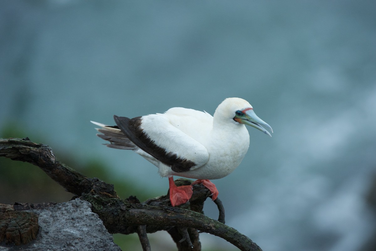 Red-footed Booby - ML46533841