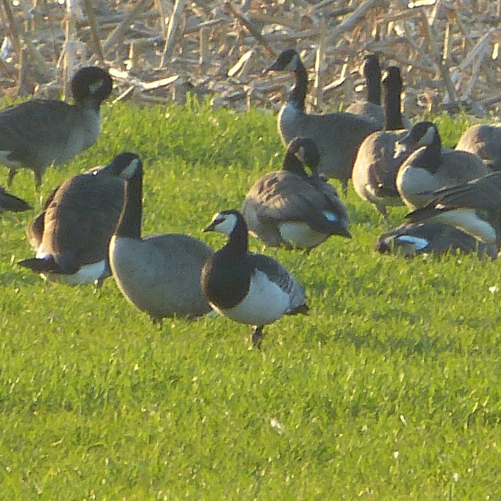 Barnacle Goose - ML465338721