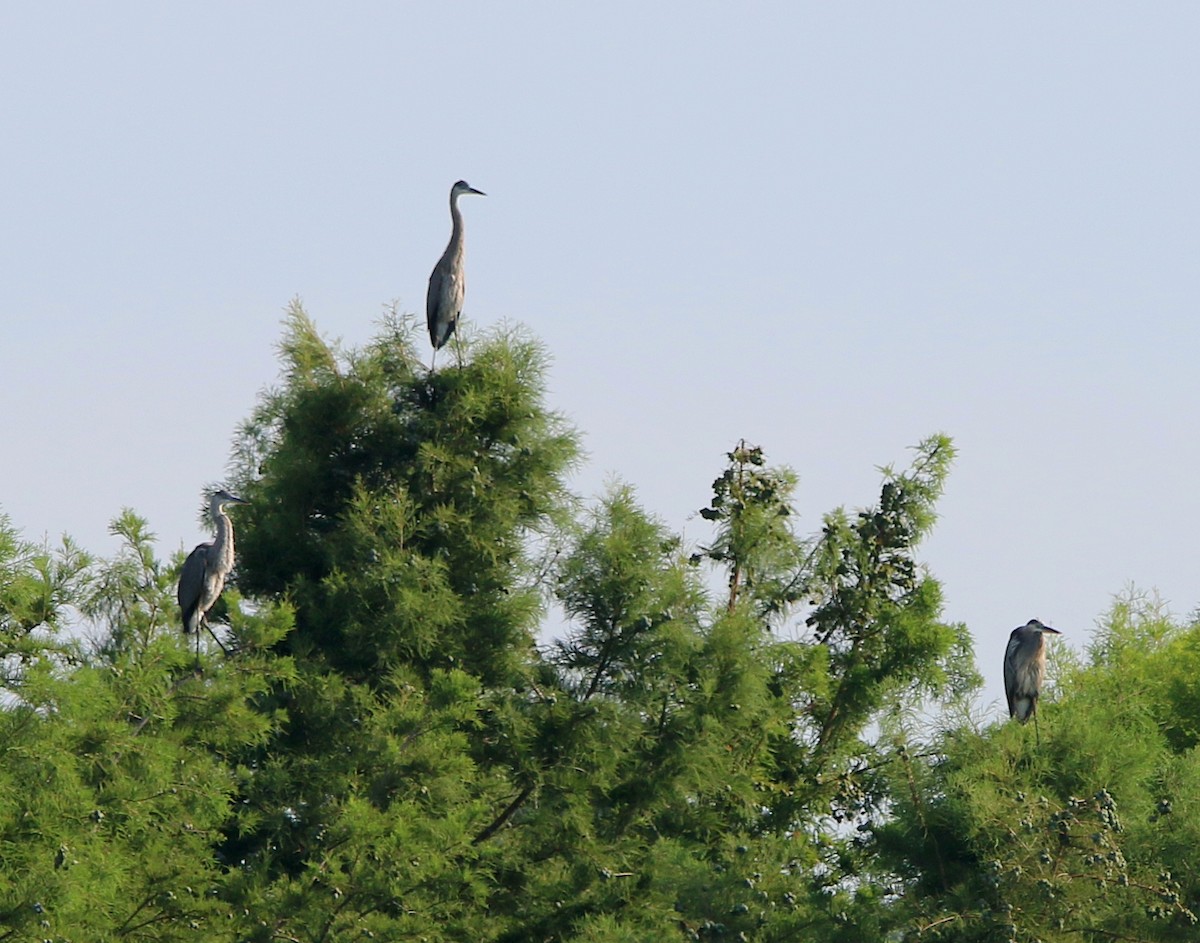 Great Blue Heron - ML465339481