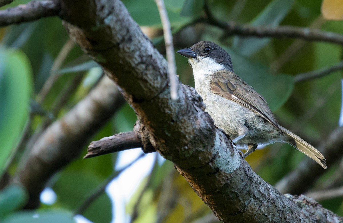 Puerto Rican Tanager - Will Sweet