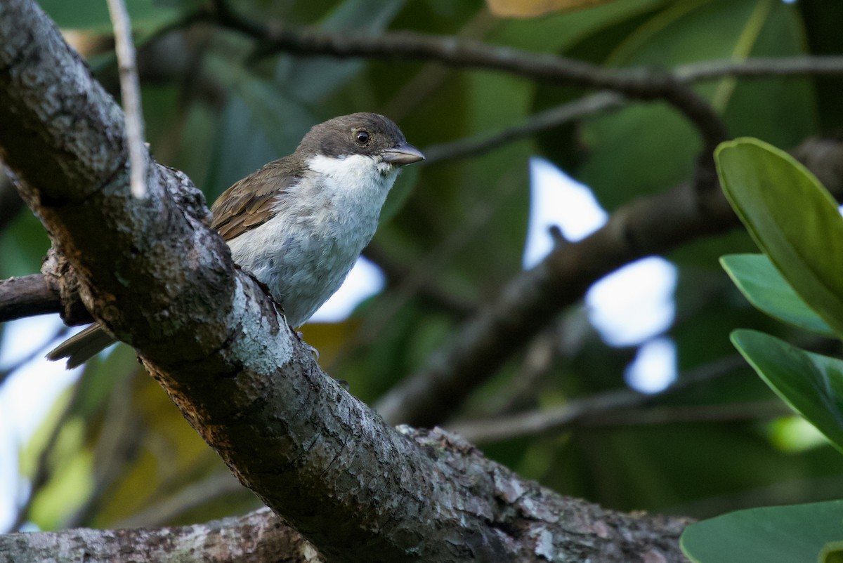 Puerto Rican Tanager - ML465339601