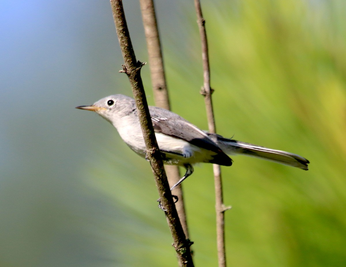 Blue-gray Gnatcatcher - ML465339681