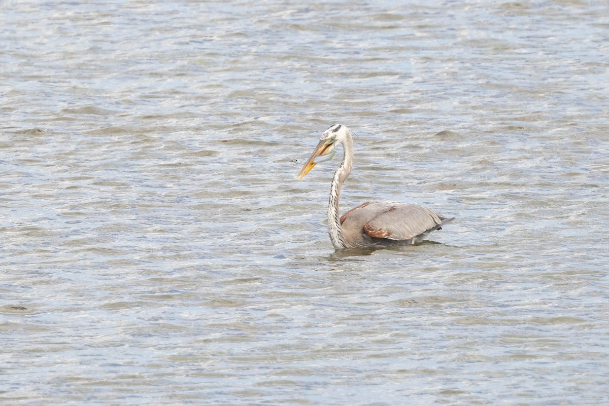 Great Blue Heron - ML465340111