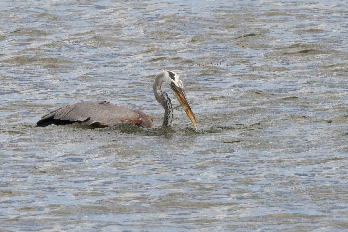 Great Blue Heron - ML465340121