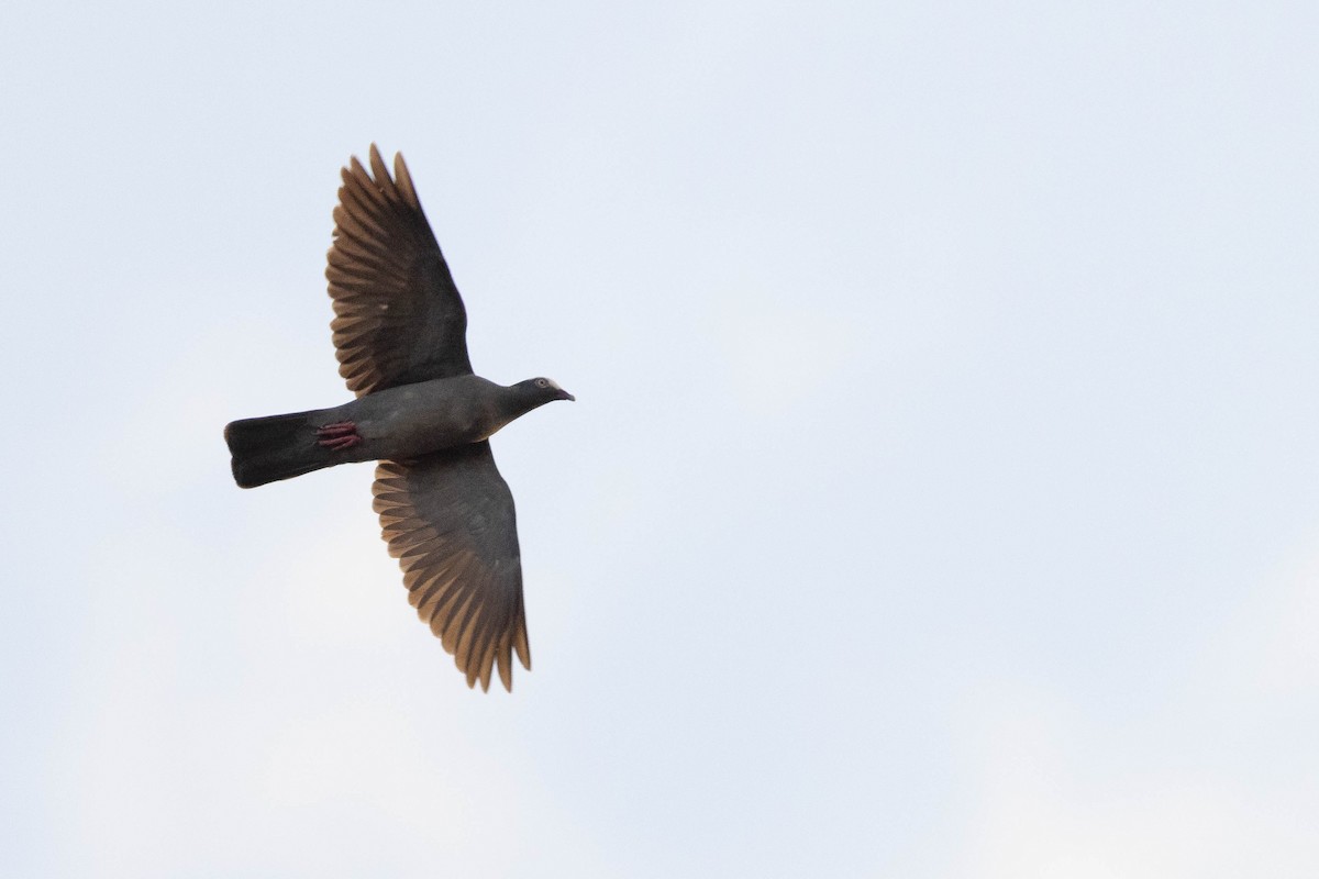 White-crowned Pigeon - ML465340251