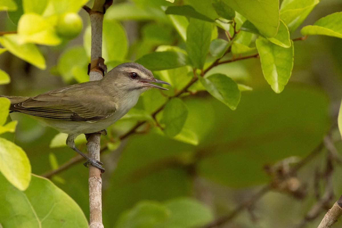 Black-whiskered Vireo - ML465340351