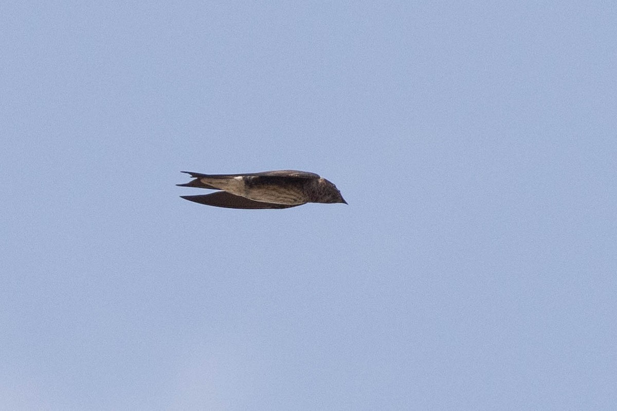 Golondrina Purpúrea - ML465342411