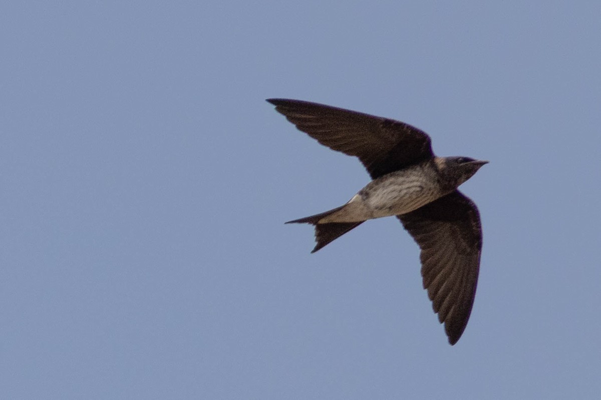 Purple Martin - ML465342441