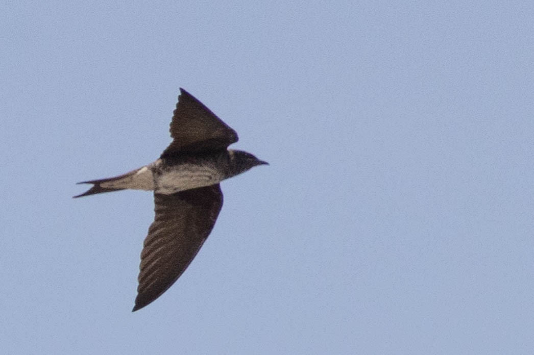 Golondrina Purpúrea - ML465342461