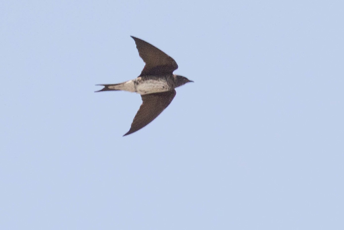 Purple Martin - Doug Gochfeld