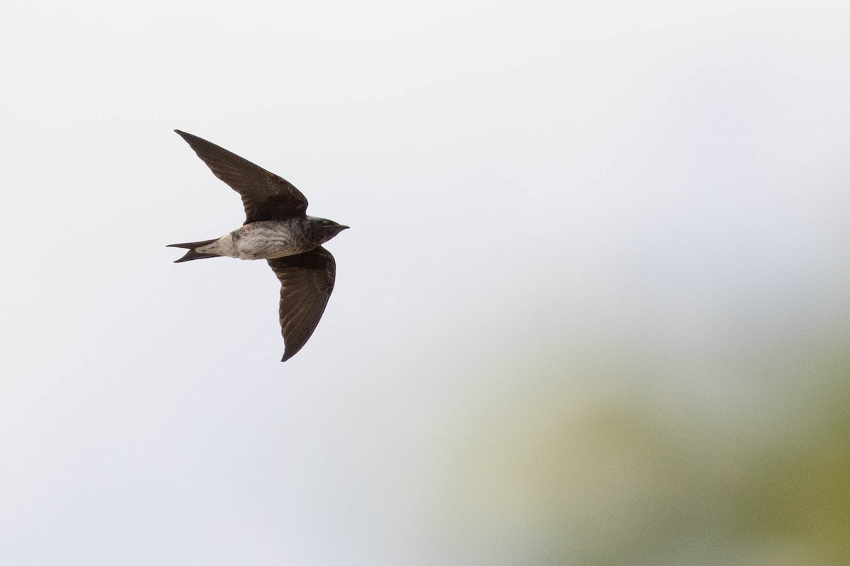 Purple Martin - ML465342491