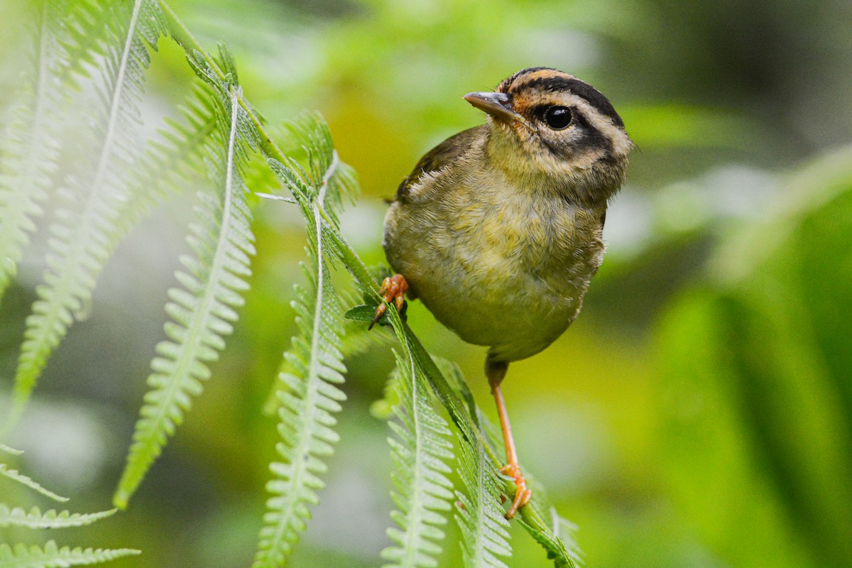 Three-striped Warbler - ML465342661