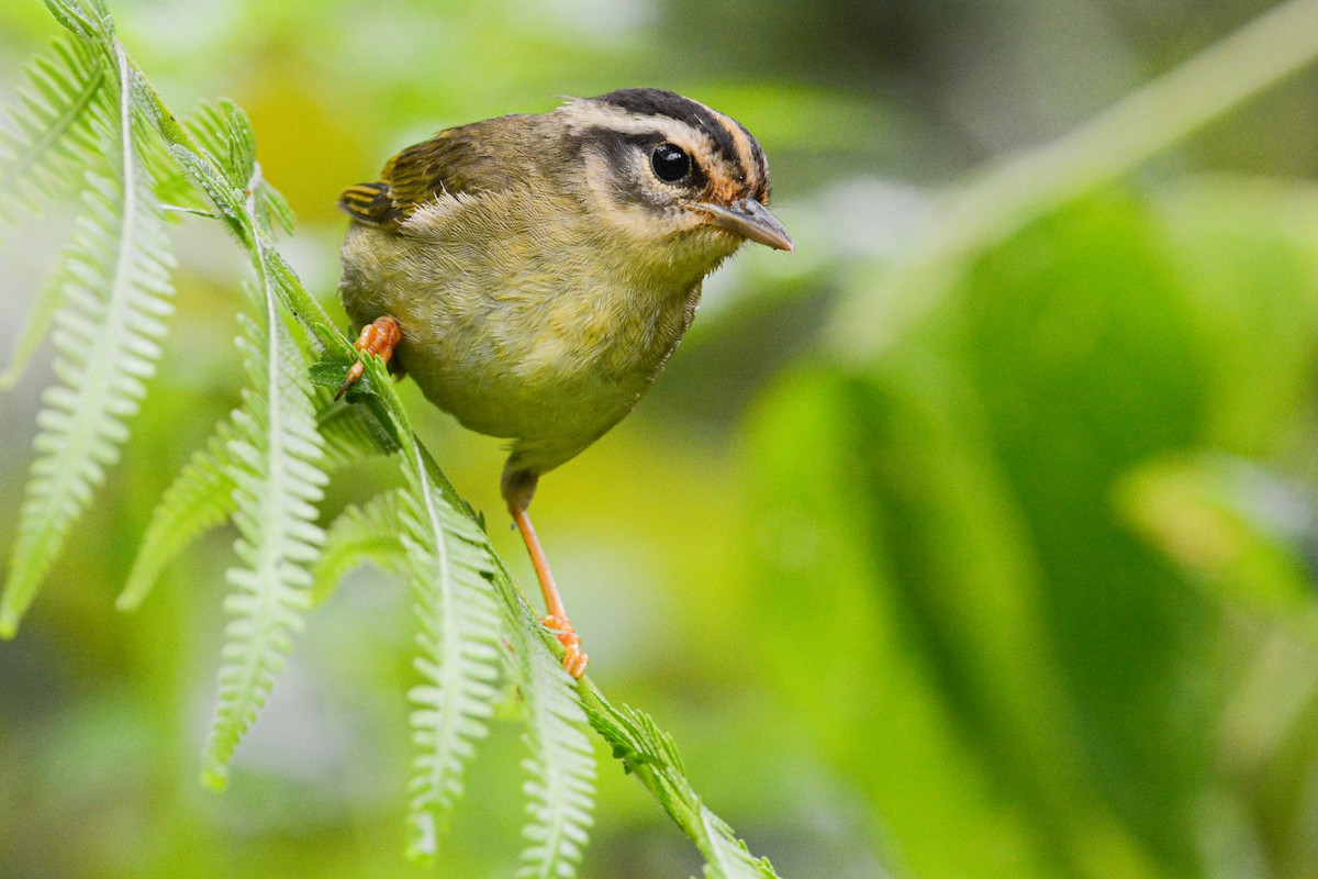 Three-striped Warbler - ML465342681