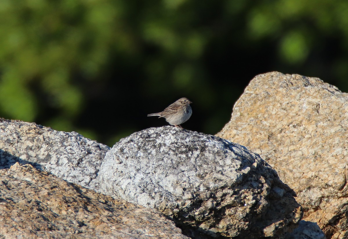 Vesper Sparrow - ML465343481