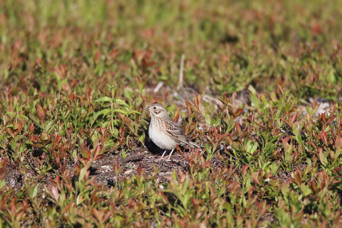 Vesper Sparrow - ML465343511