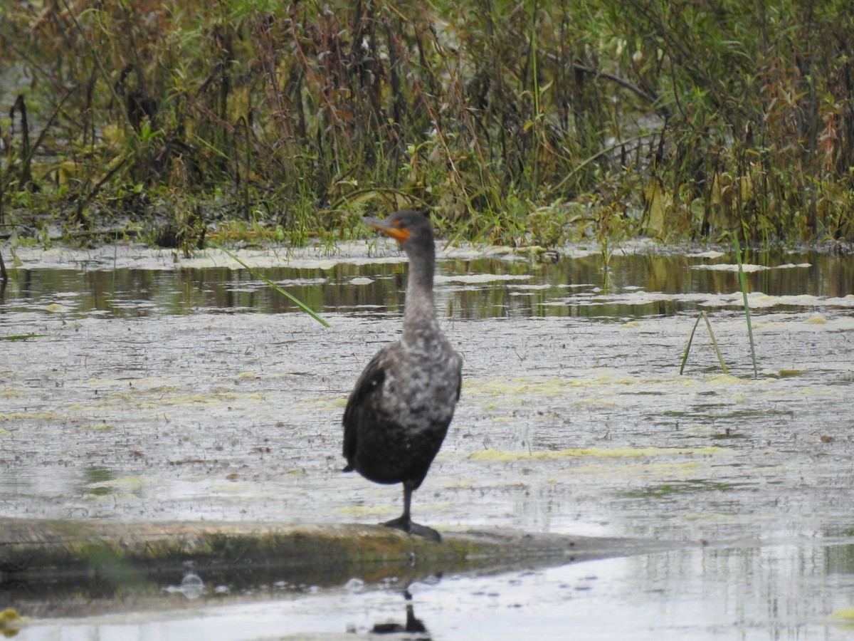 Cormorán Orejudo - ML465343561