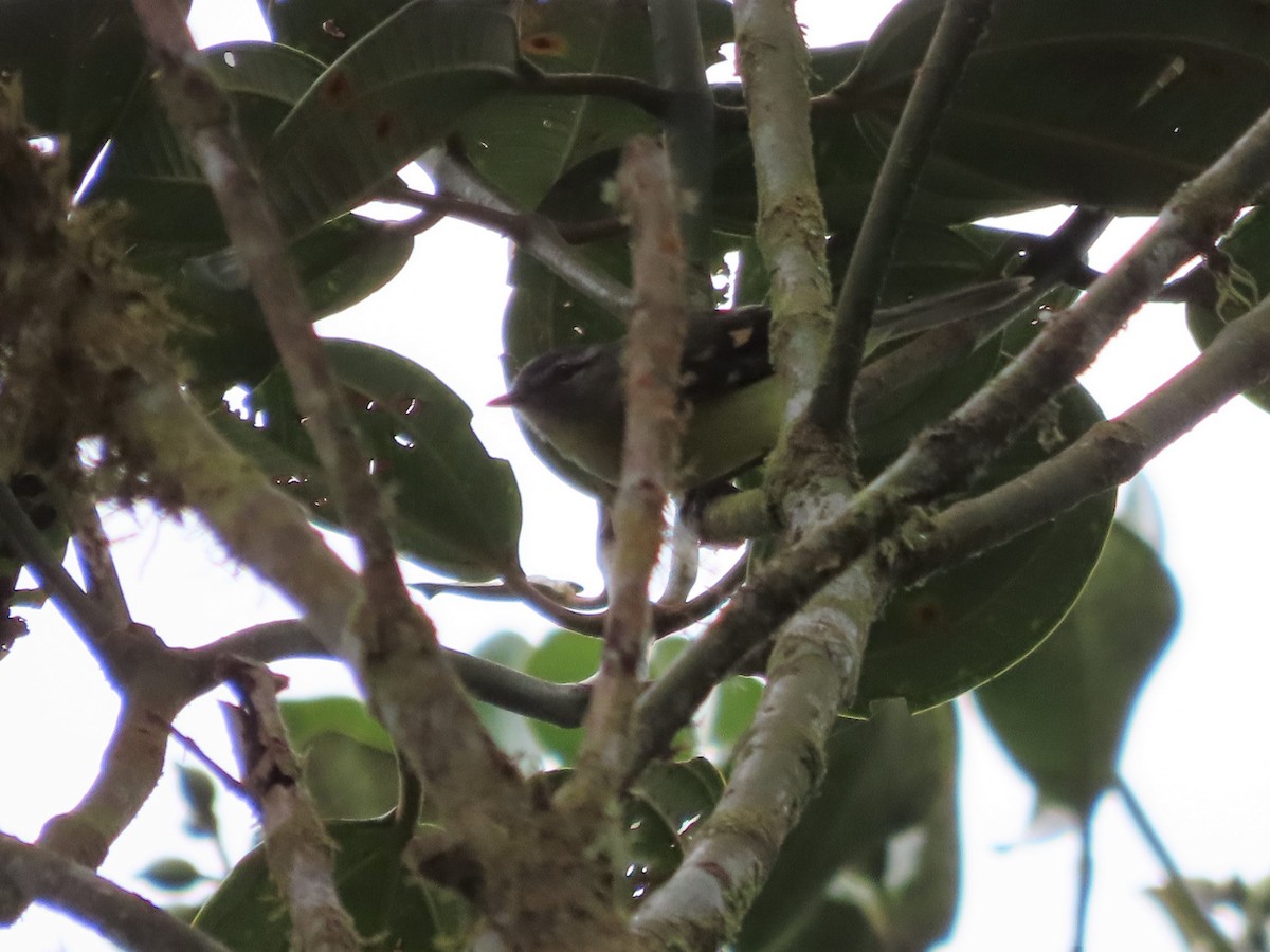 Sulphur-bellied Tyrannulet - Hugo Foxonet