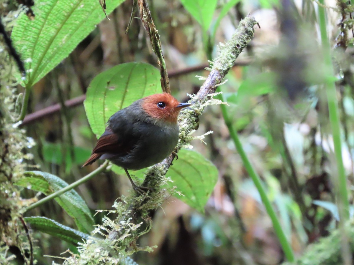 Rufous-headed Pygmy-Tyrant - ML465344101