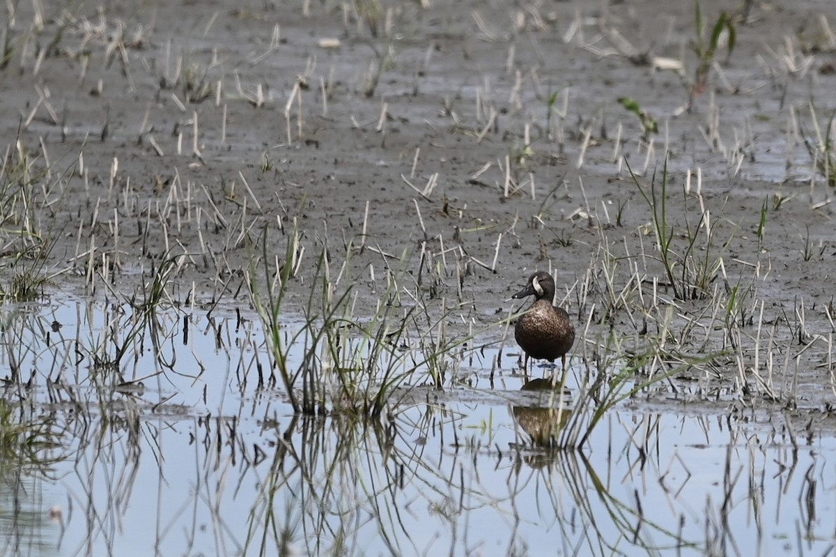 Blue-winged Teal - ML465344151