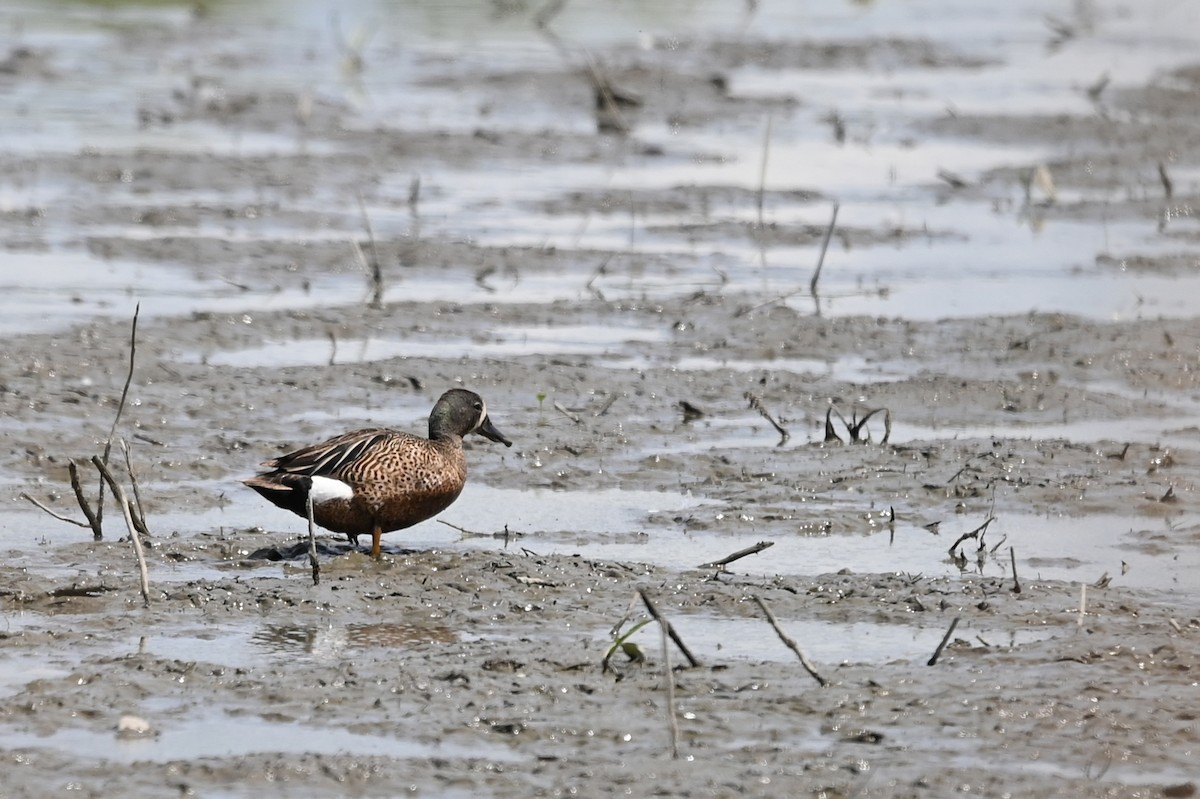 Blue-winged Teal - ML465344161