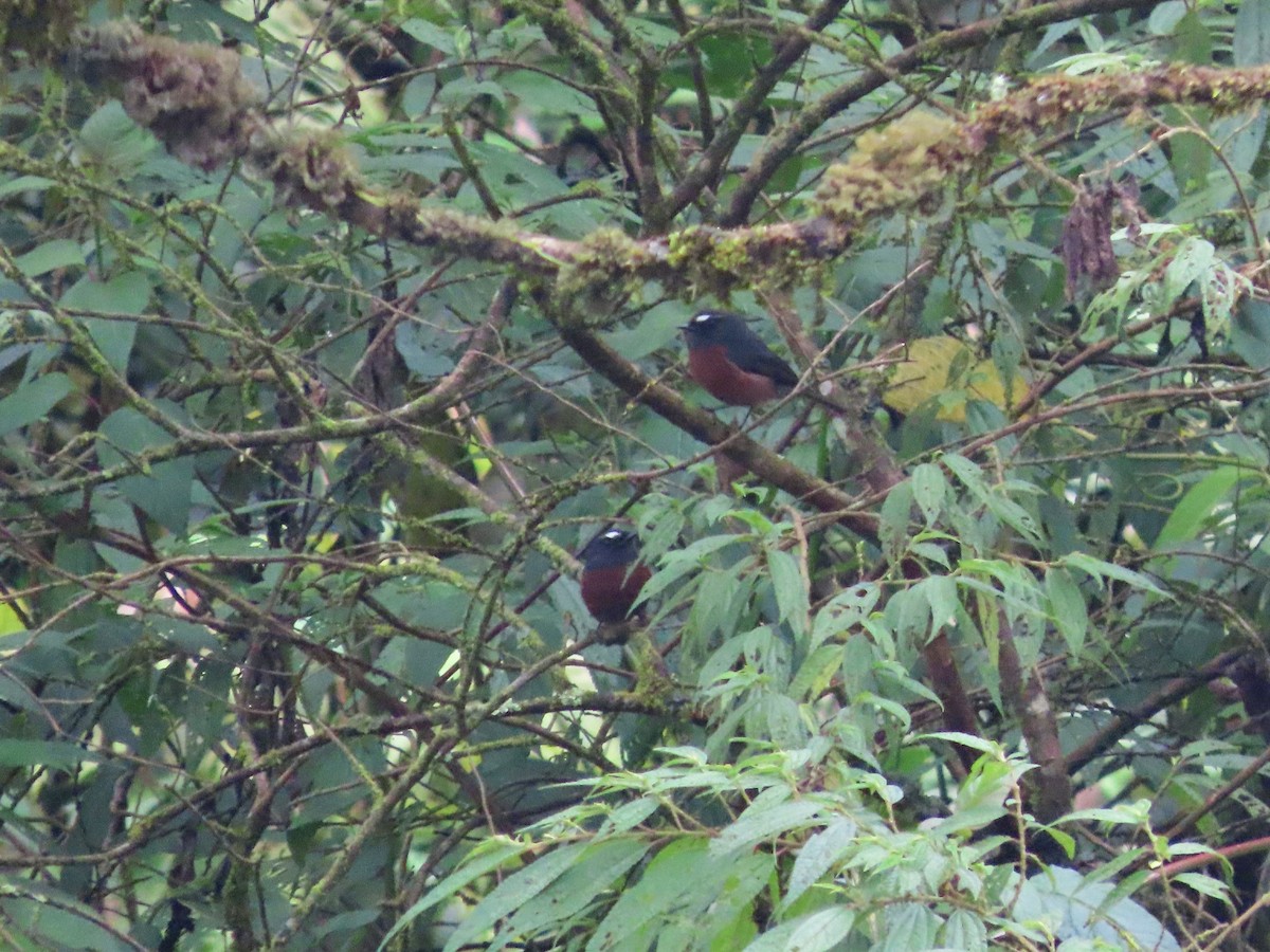 Chestnut-bellied Chat-Tyrant - ML465344191