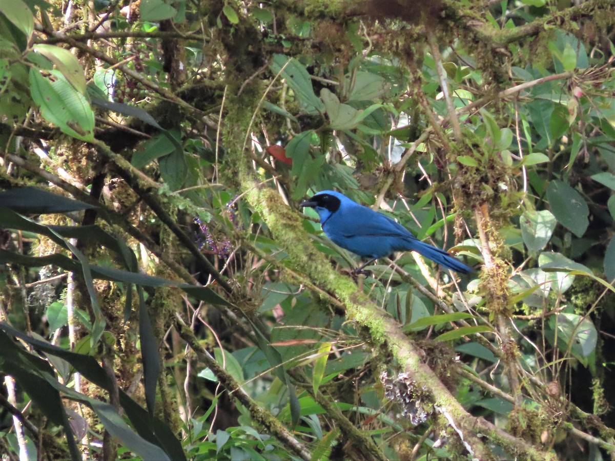 Turquoise Jay - Hugo Foxonet