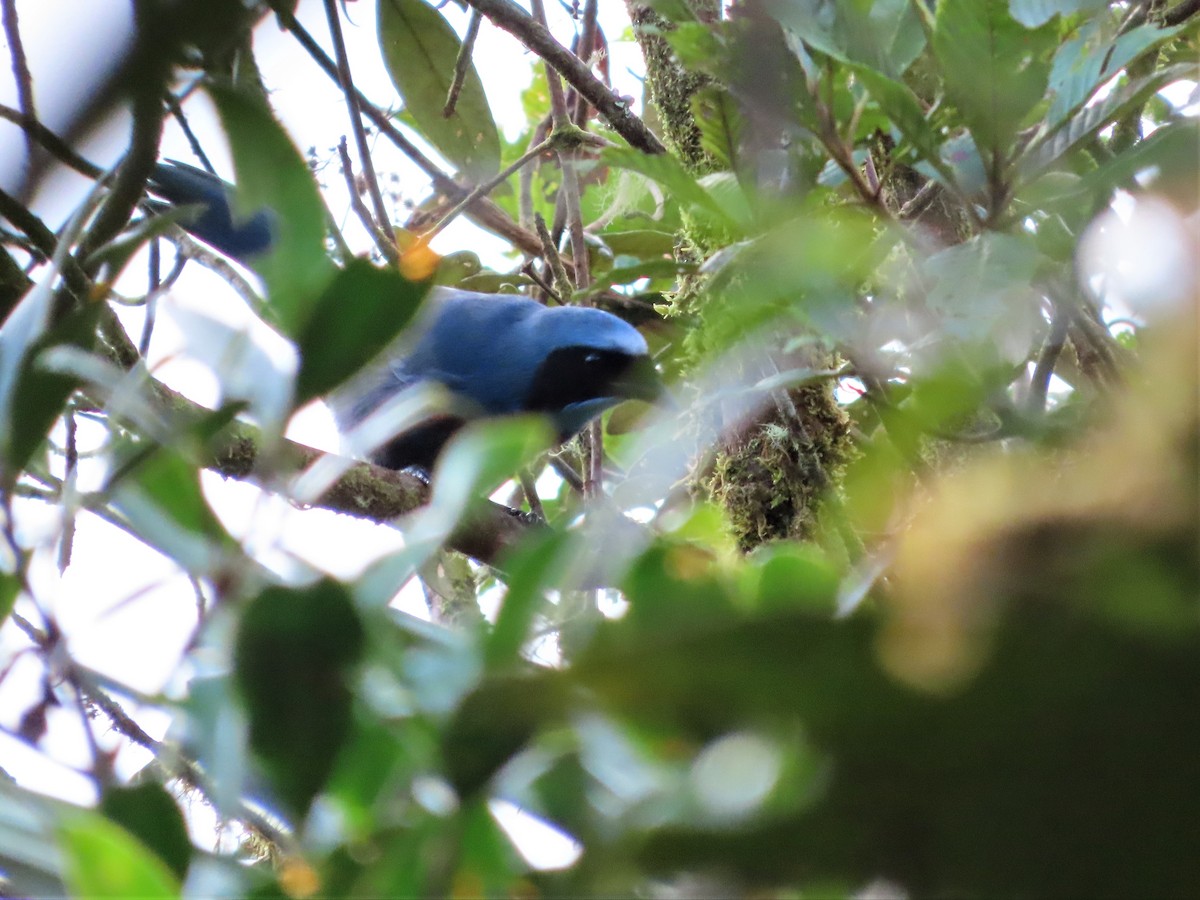 Turquoise Jay - ML465345691