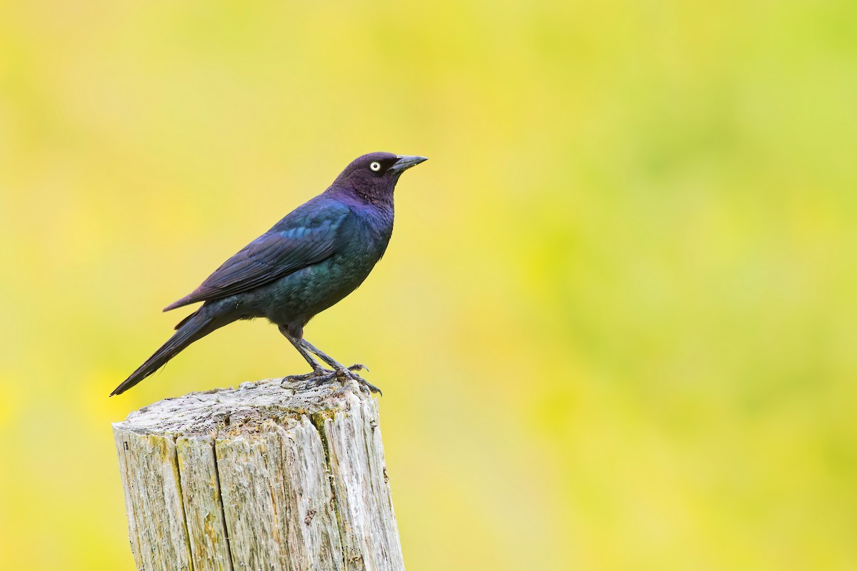 Brewer's Blackbird - ML465345811