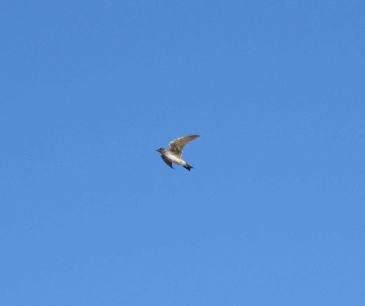 Purple Martin - ML465346461