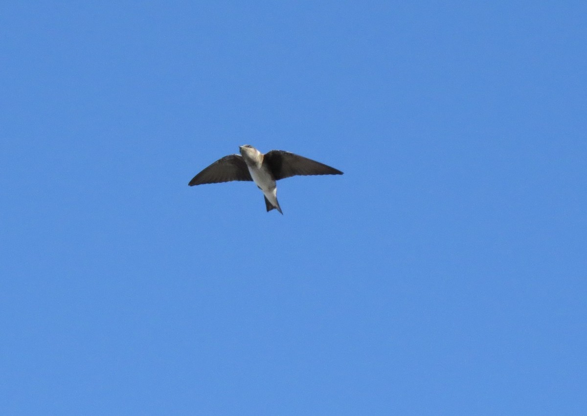 Purple Martin - ML465346471