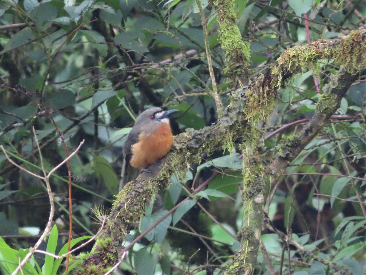 White-faced Nunbird - ML465346691