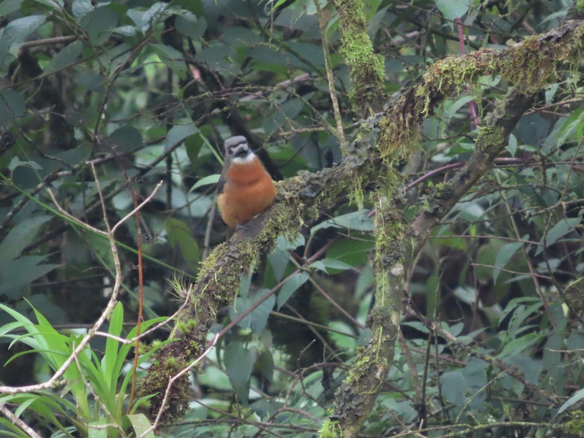 White-faced Nunbird - ML465346871