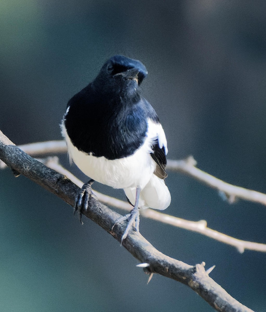 Oriental Magpie-Robin - ML465347351