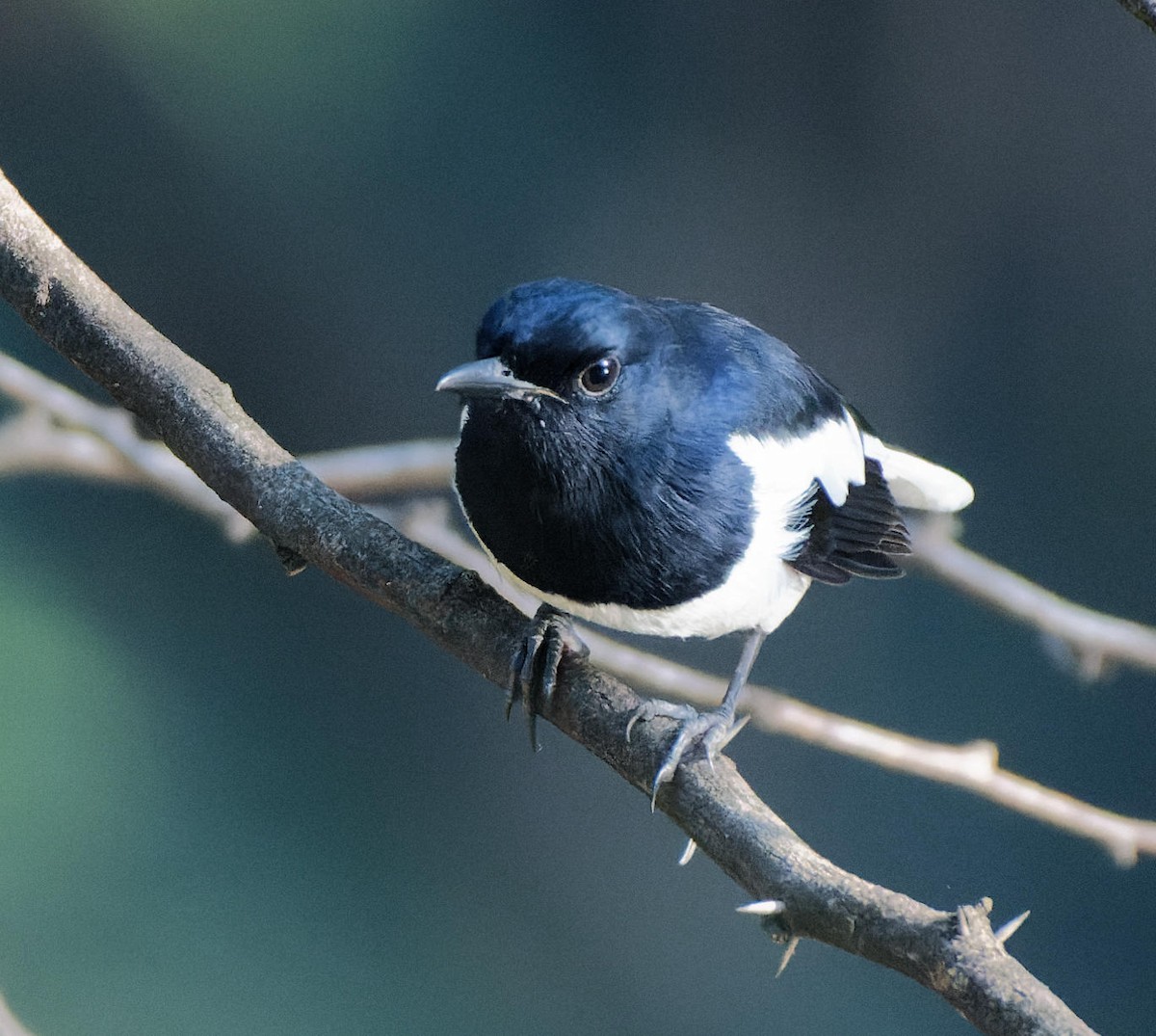 Oriental Magpie-Robin - ML465347371