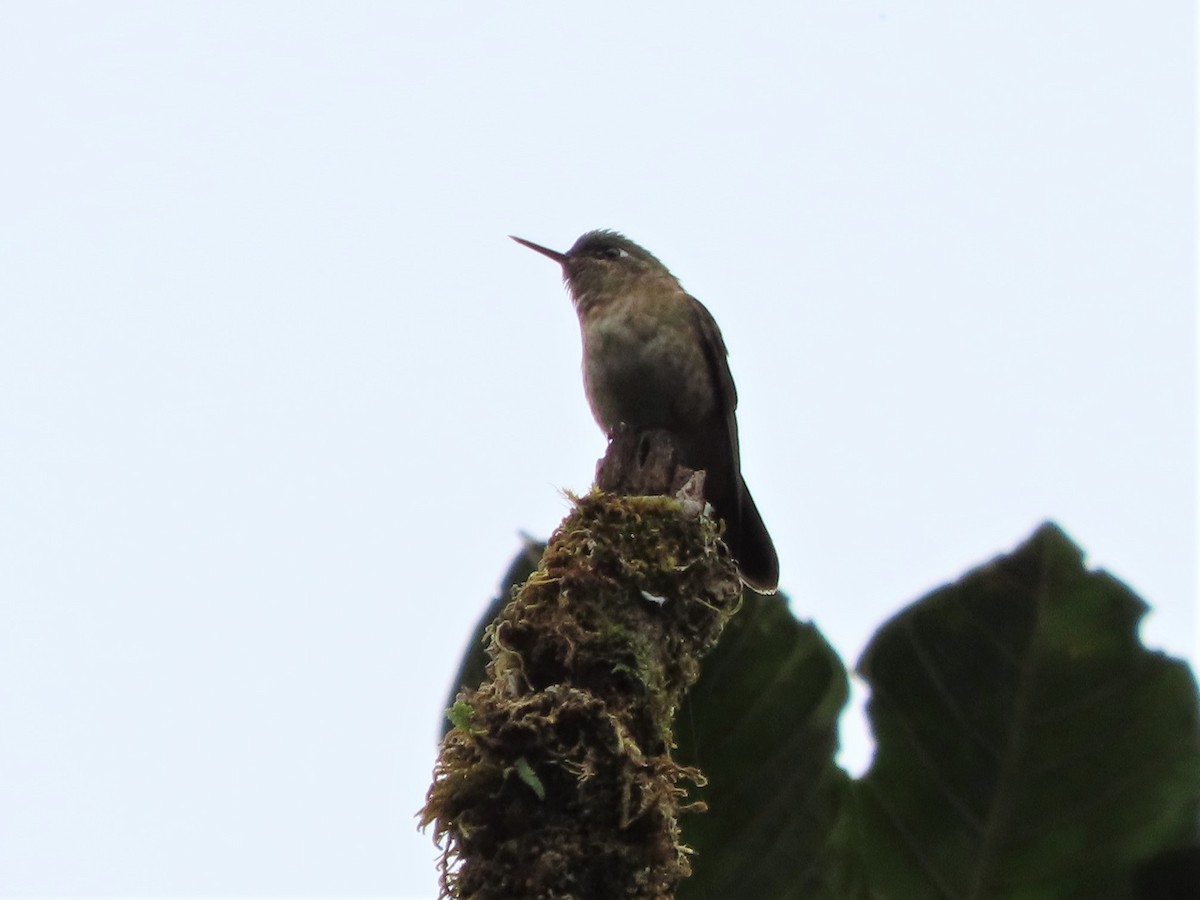 kolibřík dřišťálový - ML465347771