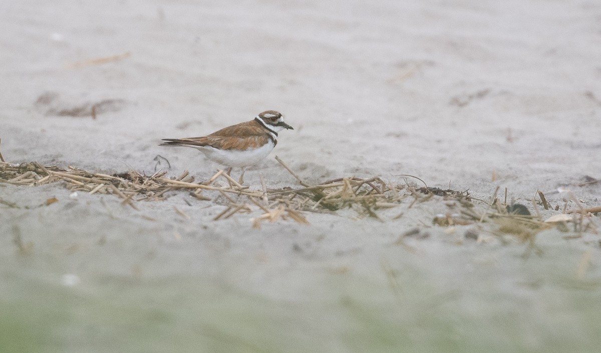 Killdeer - ML465348131
