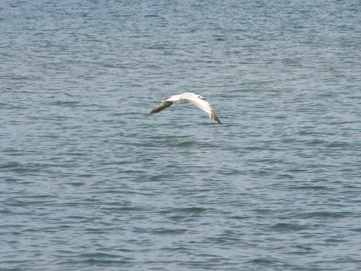 Ring-billed Gull - ML465349571