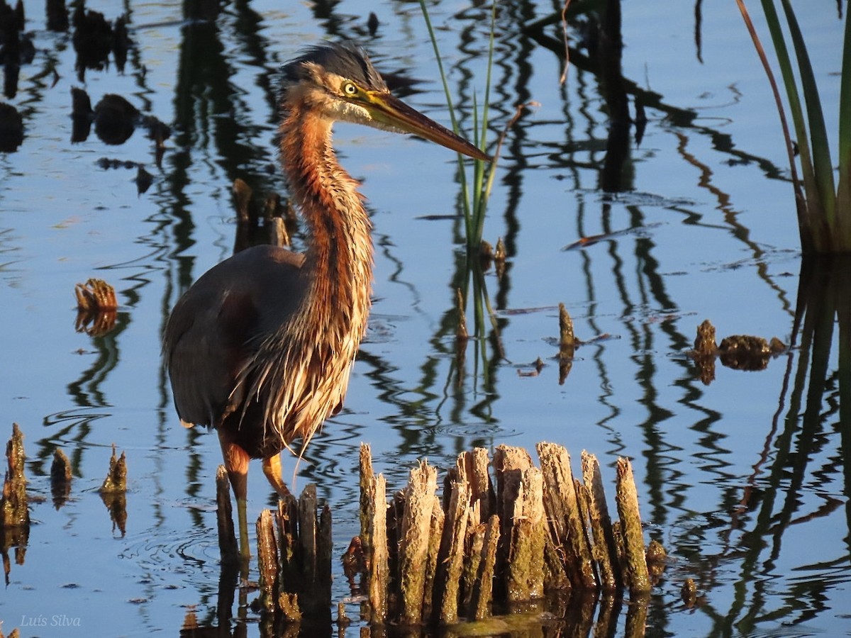 Purple Heron - Luís Manuel Silva