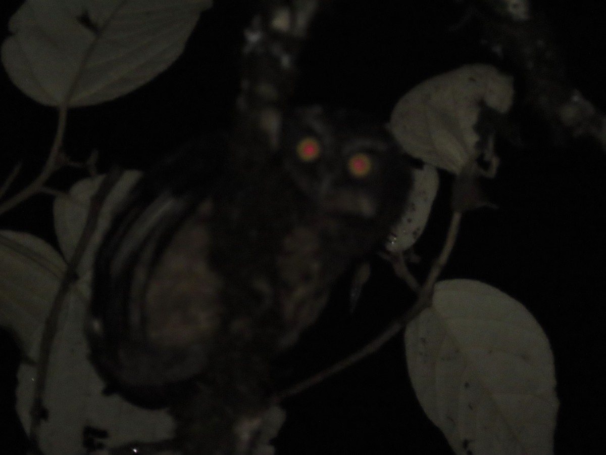 White-throated Screech-Owl - ML465349991