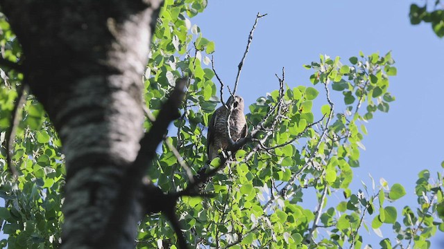 Broad-winged Hawk - ML465351541