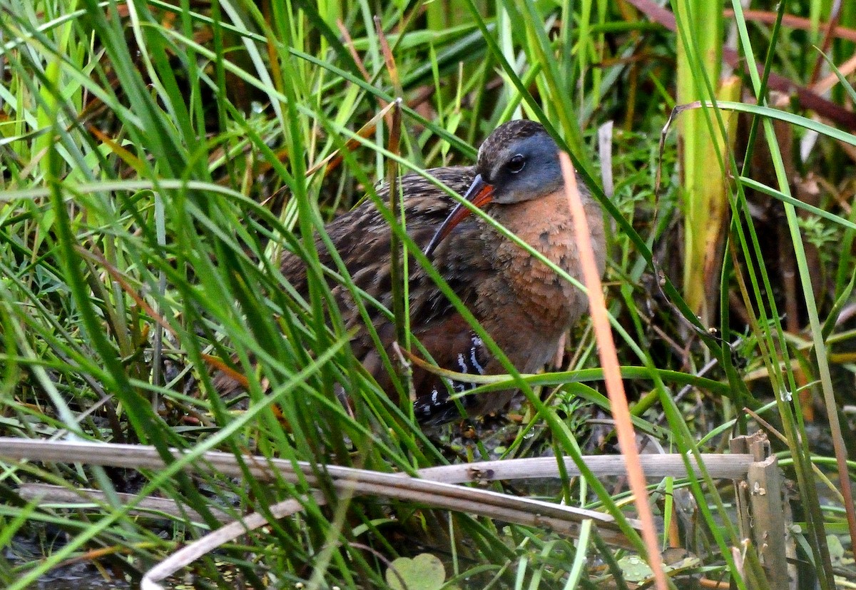 Virginia Rail - ML465351691