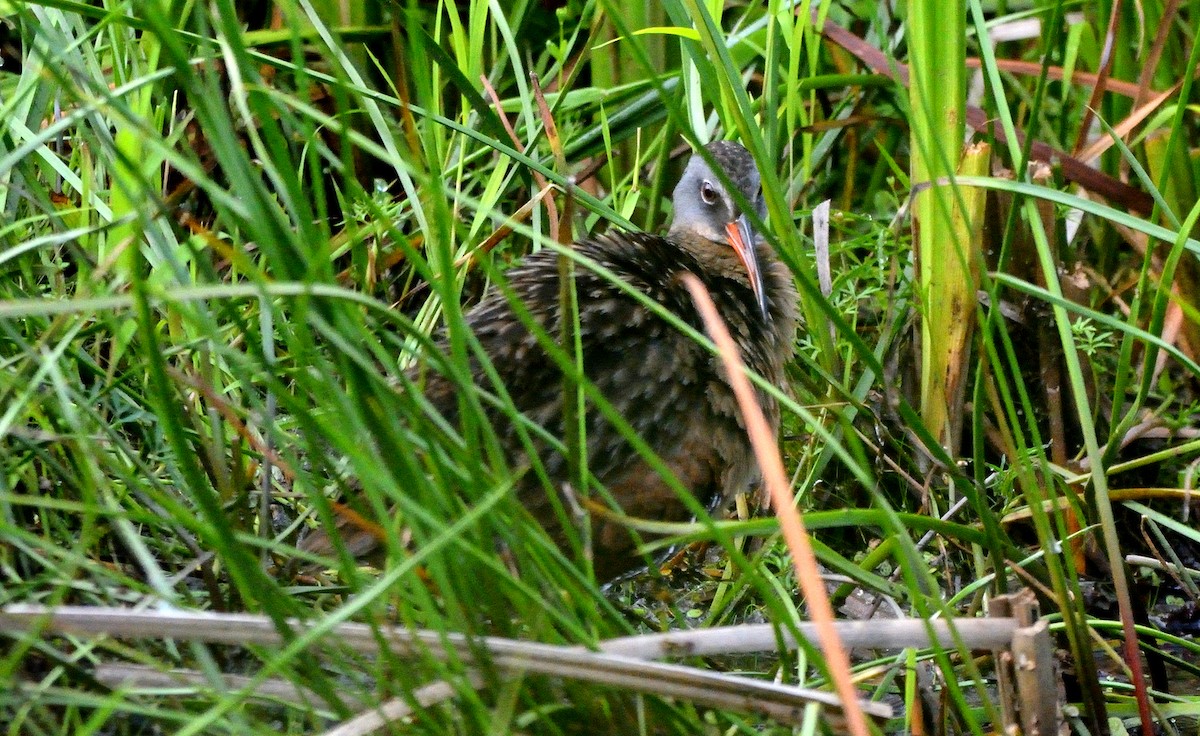 Virginia Rail - ML465351761