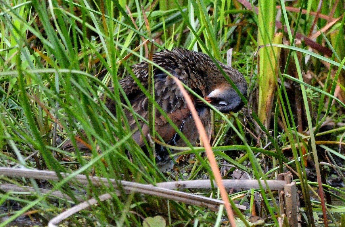 Virginia Rail - ML465351771