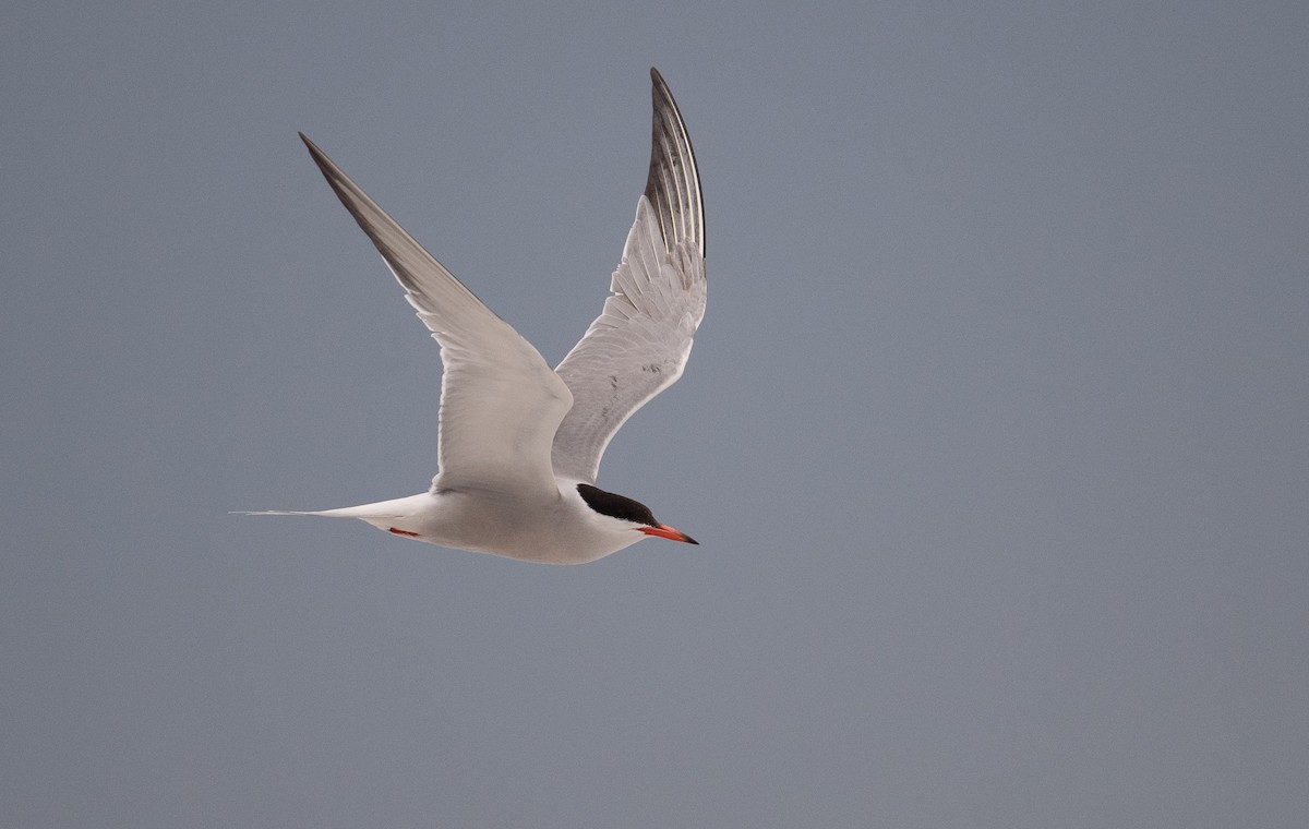 Common Tern - ML465352031