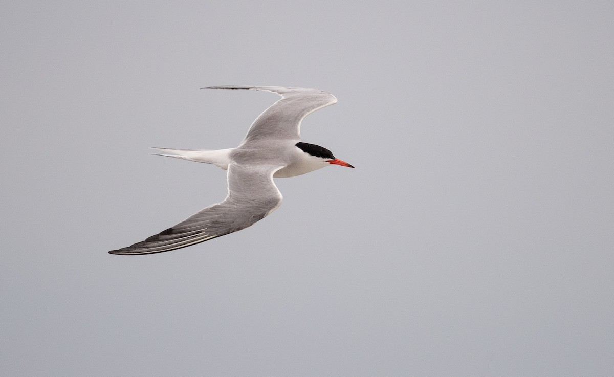 Common Tern - ML465352041